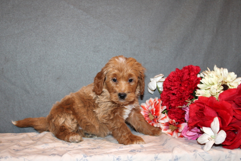 puppy, for, sale, Mini Goldendoodle F2B, Matthew B. Stoltzfus, dog, breeder, Gap, PA, dog-breeder, puppy-for-sale, forsale, nearby, find, puppyfind, locator, puppylocator, aca